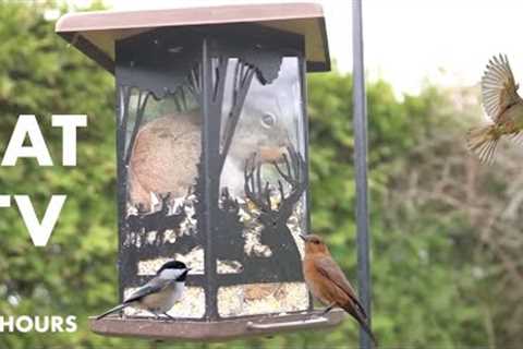 Squirrels Invade the Bird Feeder - 10 Hour Relaxing Video for Pets and People - Apr 29, 2024