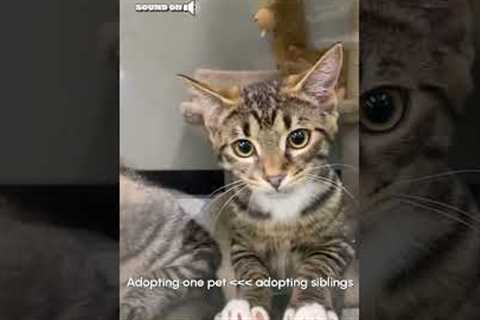 Adorable Kittens Jump On Each Other After Seeing Woman Outside Pet Shop