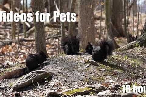 Black Squirrels and Animals in the Forest - 10 Hour Cat TV for Cats to Watch 😺 - Apr 30, 2024