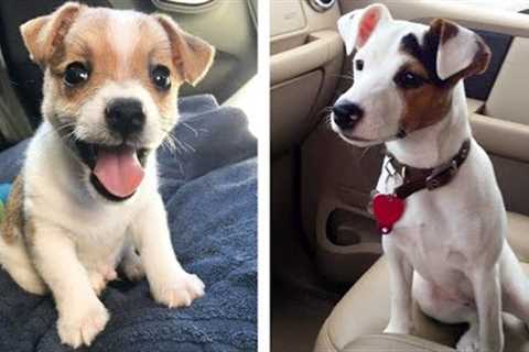 😍 Cute & Funny Jack Russell Puppies Videos That Are IMPOSSIBLE Not To Aww At 🐶 | Cute Puppies