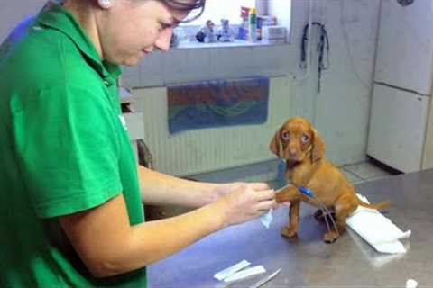 Even the tiniest dog can face the vet with bravery 🤣 Funny Dog’s Reaction