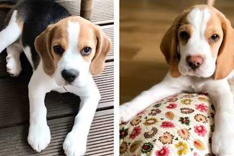 🐶 These Beagle Puppies Will Make You Genuinely Happy While Watching 🐶 | Cute Puppies