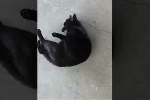 Cat LOVES to Scratch Back on Concrete Floor