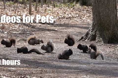 A Scurry of Squirrels in the Forest - 10 Hour Video for Pets and People - Cat TV 🐱 - May 02, 2024