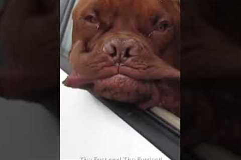 Dog's Jowls Flap Around During Car Ride | FROM THE VAULT