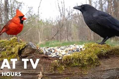 Cardinals, Ravens and Red Squirrels in the Forest - 10 Hour Video for Pets and People - May 03, 2024