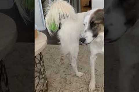 Ball Gets Stuck on Dog's Tail