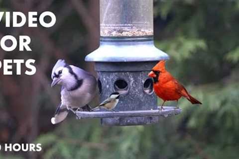 Jays, Cardinals, Finches, Sparrows and Backyard Birds - 10 Hour Video for Pets - May 05, 2024