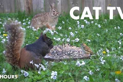 Rabbits, Birds and Squirrels Eating in the May Flowers - 10 Hour Cat TV for Pets - May 06, 2024