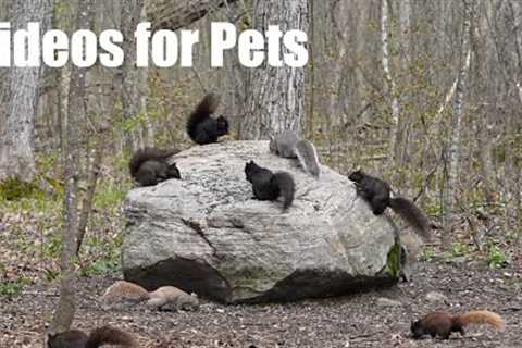 Forest Friends Feeding on the Rock - 10 Hour Video for Pets and People - Cat TV 🐱 - May 07, 2024