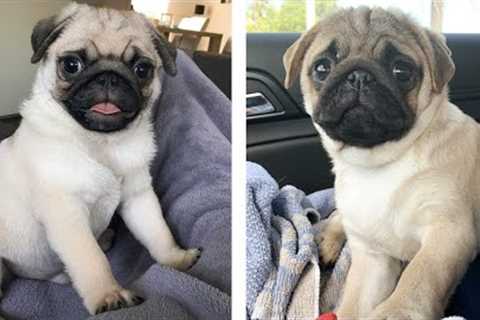 💖 Cutest Pug Puppies Make You Feel Completely At Ease While Watching 🐶 | Cute Puppies