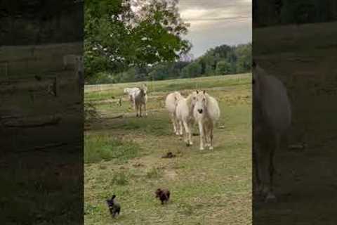 Dachshund Puppies Gets Chased off Field by Horses