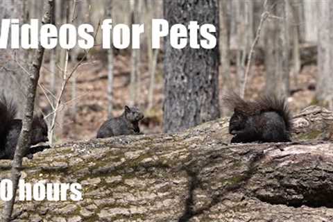 Squirrels, Chipmunks and Forest Friends - Relaxing 10 Hour Video for Pets and People - May 09, 2024