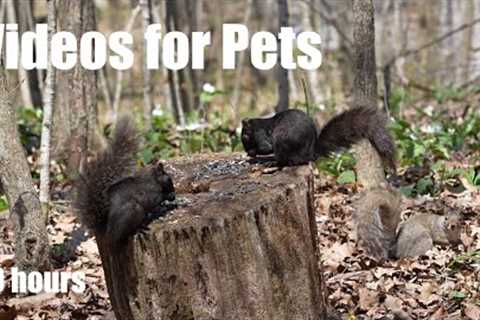 Forest Squirrels and Chipmunks Share a Meal with a View - 10 Hour Cat TV for Pets - May 10, 2024