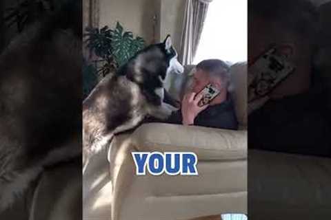 Husky DEMANDS Pet Parent's Attention!