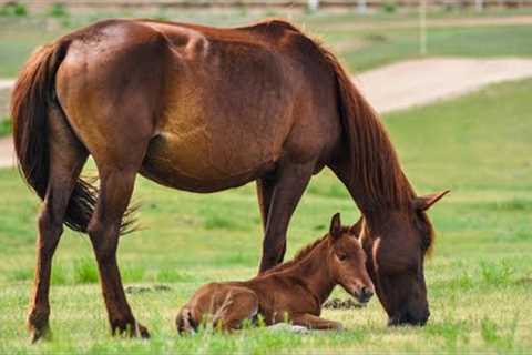 Fun on the Farm 🐎 Relaxing Farm Animal & Nature Video 🐄 Farm Adventure with Relaxing Nature Sounds 🚜