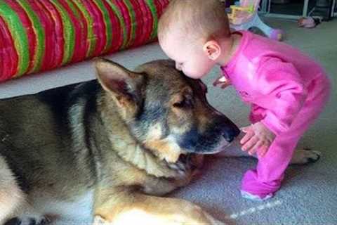 Is This Dog The World's Greatest Babysitter? - Cute Moments Dog and Human