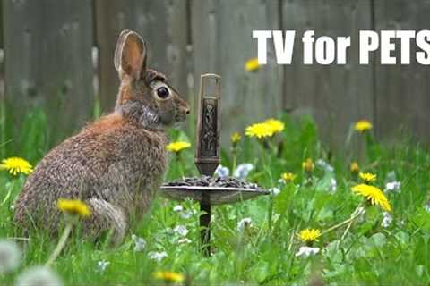 Backyard Brunch for Rabbits, Birds and Squirrels - 10 Hour Video for Pets and People - May 12, 2024