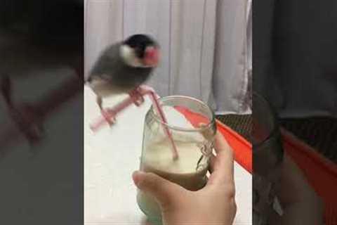 Funny Bird Spins on Straw