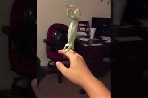 Chameleon Loves Popping Bubbles