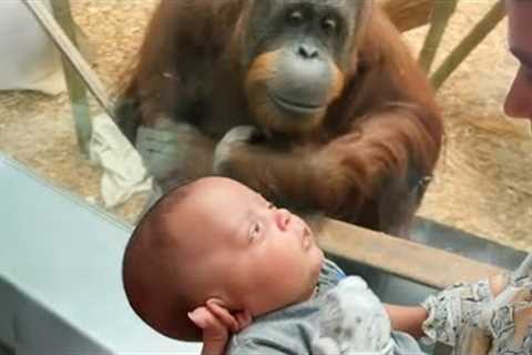 The Orangutan asks to look at the baby ❤️ Funniest Animal Videos