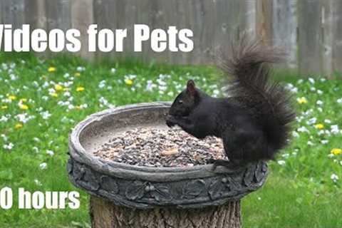 Backyard Birds and Squirrels Feeding in the Flowers - 10 Hour Video for Pets - Cat TV - May 14, 2024