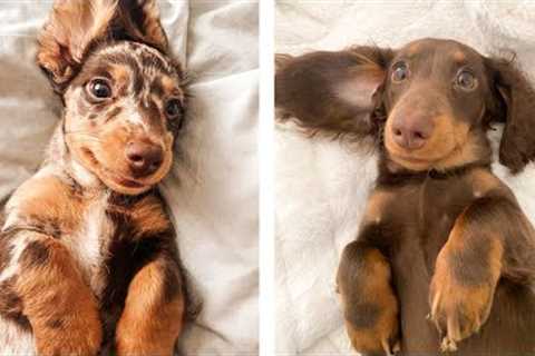 The Best Adorable Dachshund Puppies 🐶 Look Forward To Seeing Them All  | Cute Puppies