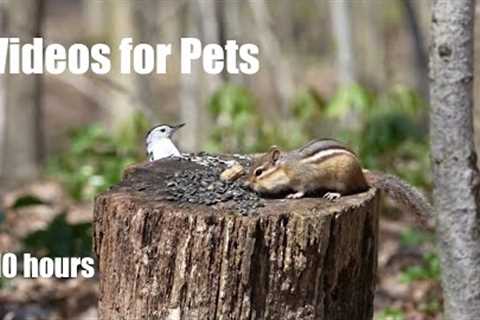 Chipmunks, Nuthatches, Squirrels and Forest Friends - 10 Hour Cat TV for Pets 🐱 - May 15, 2024