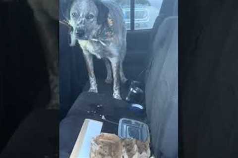 Dog Gets Caught After Eating Whole Carton of Eggs in Car