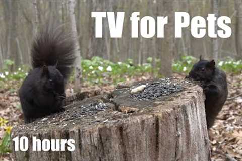 Squirrels in a Forest Full of Trilliums - 10 Hour Cat TV for Pets to Watch 😺 - May 16, 2024