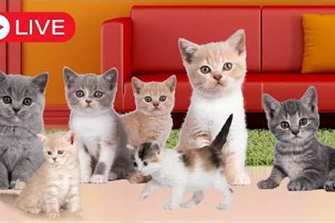 TOO MANY KITTENS 🐈 KITTEN CAM LIVE 24/7 😺 Delightful Kitten Songs 🎵 New Songs About Cats and Kittens