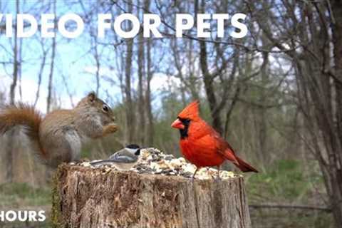 Cardinals, Red Squirrels, Ravens and More - 10 Hour Relaxing Video for Pets - Cat TV - May 17, 2024