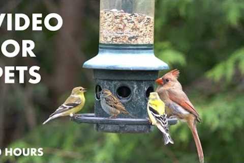 Red Breasted Grosbeaks, Yellow Finches, Cardinals and Backyard Birds - 10 Hour Cat TV - May 18, 2024