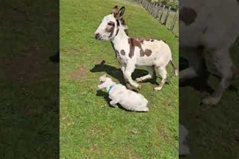 Donkey Grabs Baby Goat and Runs Around Field