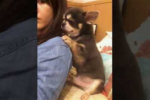 Puppy Watches Television with Pet Parent