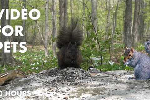 Chipmunks, Birds and Squirrels in a Forest of Trilliums - 10 Hour Video for Pets - May 20, 2024