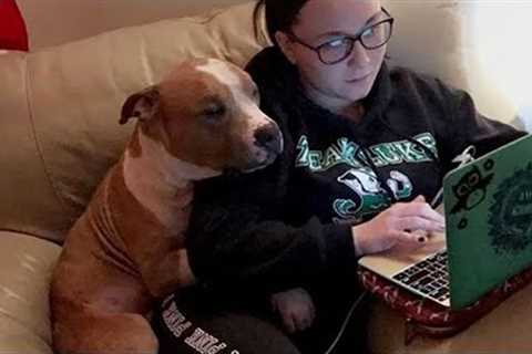 Pitbulls are known as loyal and loving companions