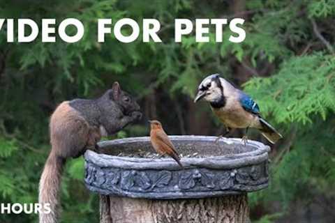 Red-Winged Black Birds, Blue Jays and Backyard Squirrels - 10 Hour Cat TV for Pets - May 22, 2024