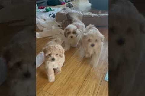 Puppies Snitch on Fellow Puppy for Toilet Paper Mess