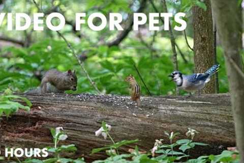 Squirrels, Chipmunks and Forest Friends in the Spring - 10 Hour Video for Pets - May 24, 2024