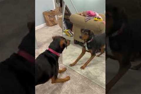 Dog Barks at Her Reflection in Mirror