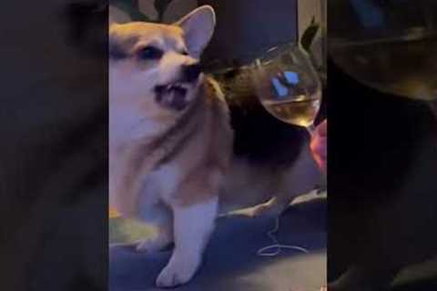 Dog Reacts Humorously to Glass of Wine