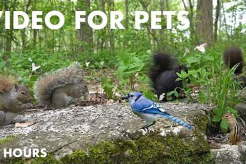 Squirrels, Chipmunks and Friends in a Forest Full of Trilliums - 10 Hour Cat TV - May 27, 2024