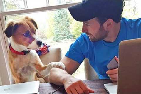 It's time to clock out, man 🤣 Funny Dog and Human