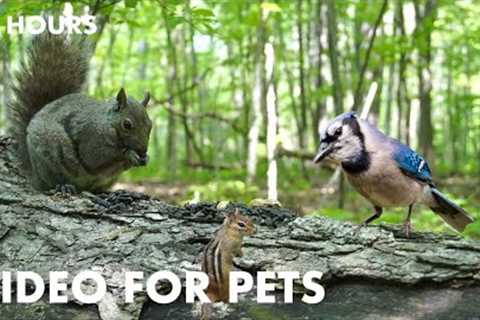 Birds, Chipmunks and Squirrels in a Canadian Forest - 10 Hour Cat TV for Pets - May 28, 2024