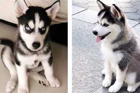 AWW 🥰 The Best Adorable Husky Puppies in The Planet Makes Your Heart Melt | Cute Puppies