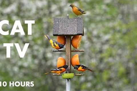 The Baltimore Oriole Feeder - 10 Hour Relaxing Video for Pets and People - Cat TV - May 29, 2024