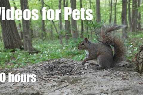 Chipmunks, Squirrels and Friends in a Forest Full of Trilliums - 10 Hour Cat TV - May 30, 2024