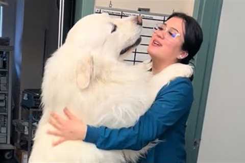 Giant Dog Thanks Veterinarian with a Heartfelt Embrace ❤️