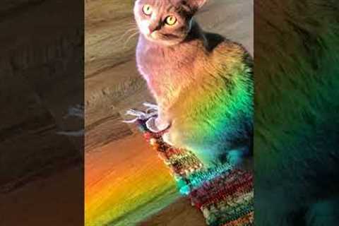 Cat Relaxes in Rainbow